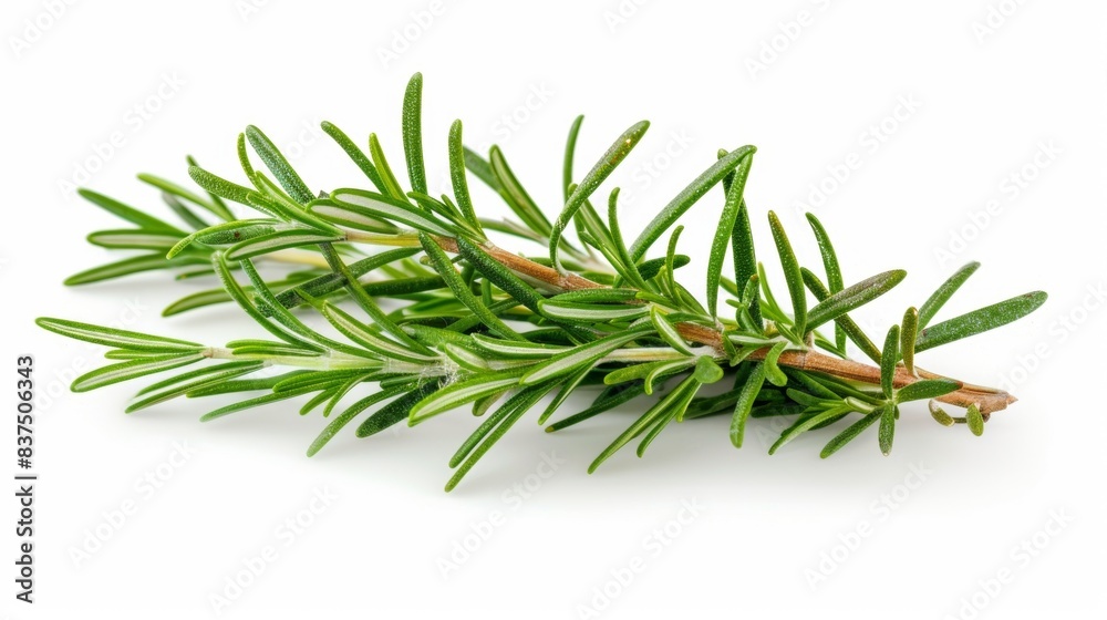 Fototapeta premium sprig of rosemary isolated on white background. food vegetable concept