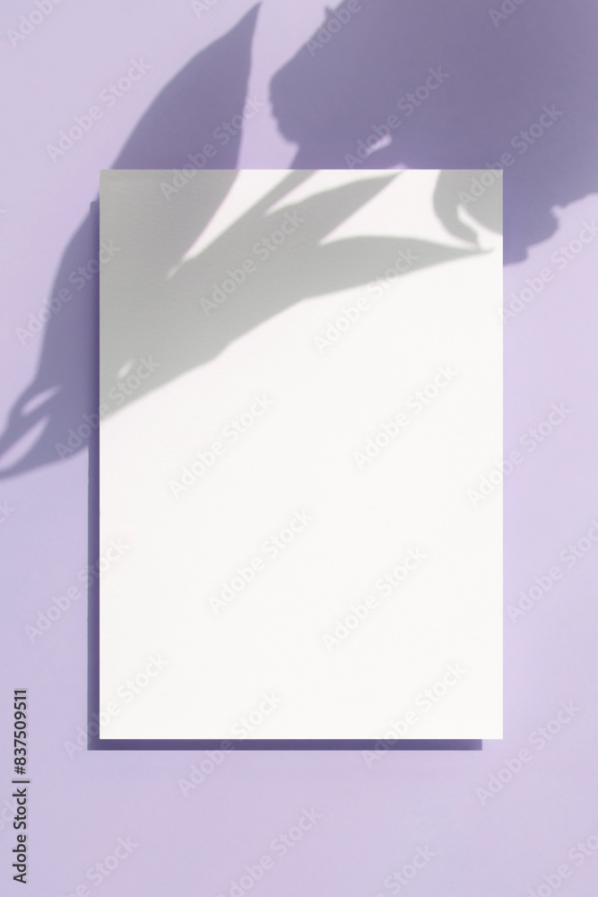 Obraz premium 식물 그림자와 카드 목업