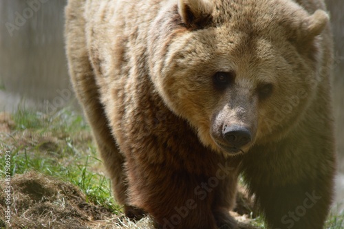 brown bear
