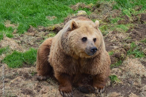brown bear