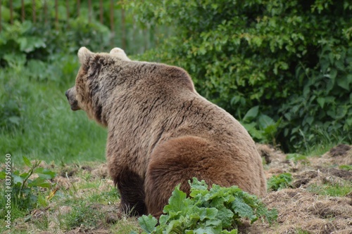 brown bear
