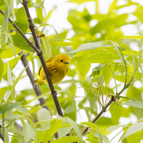 Vivid Yellow Warbler in a tree surrounded by green foliage.