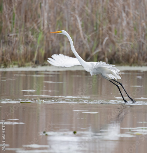 Great Egret wings extended over water in a marsh habitat in Amherstburg Ontario in spring
