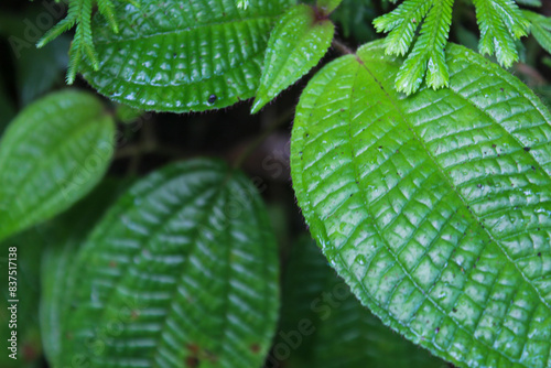 close up of miconia crenata leaves. Nature background concept. photo