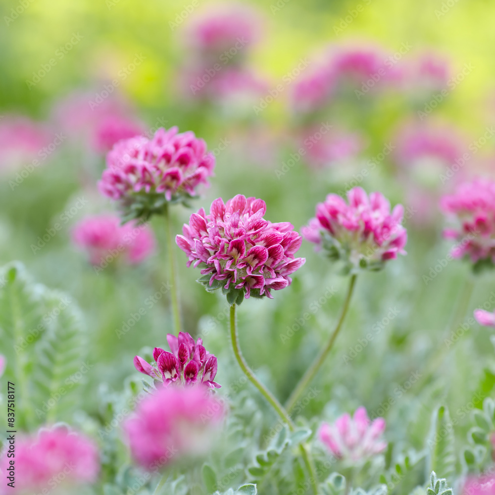 Nature background with spring flowers. Selective and soft focus. Close up. Nature background with spring flowers. Selective and soft focus. Close up.