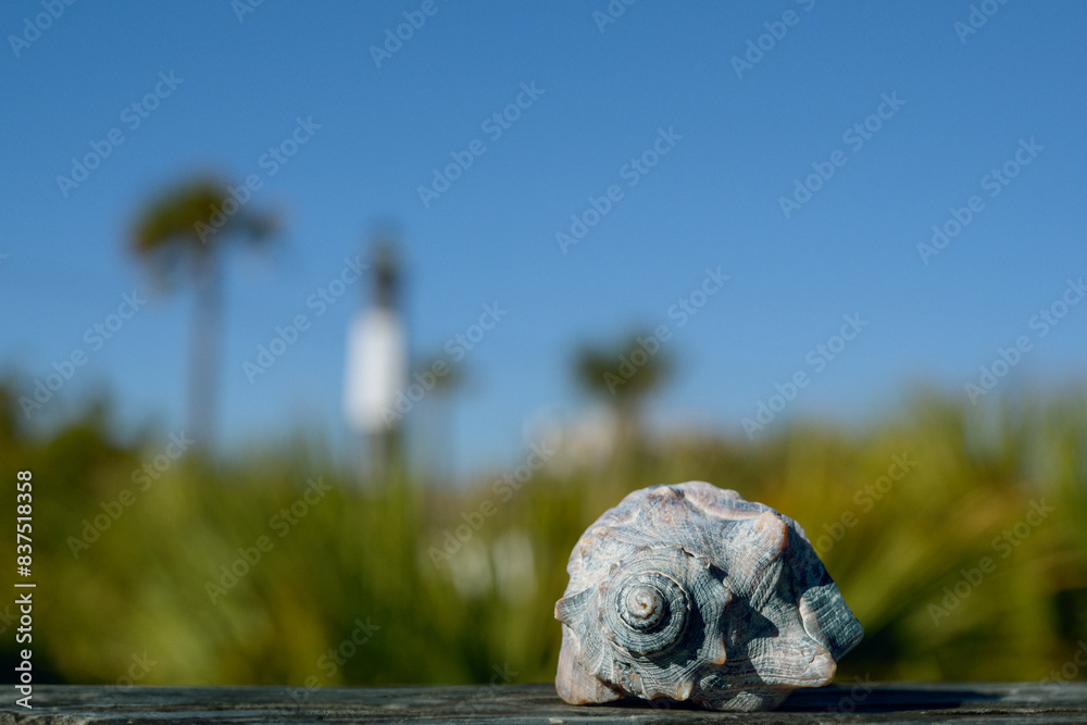 Close up of a whelk conch shell with a blurred background. Blue sky with room for copy. Close up of a whelk conch shell with a blurred background. Blue sky with room for copy.