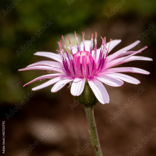 pink flower