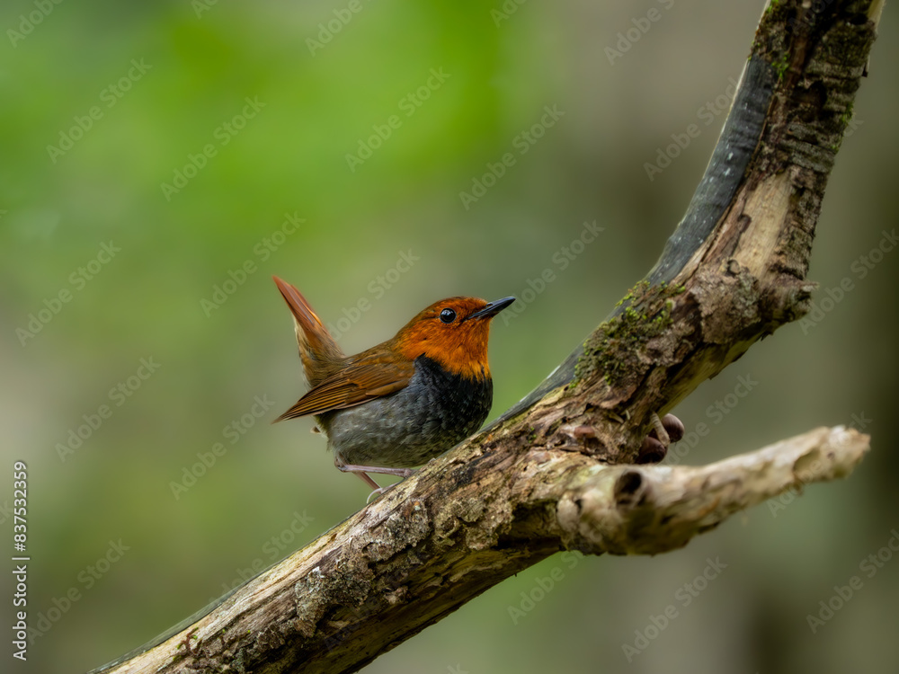 Fototapeta premium 森の中で静かに枝に留まっているコマドリの雄