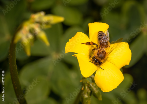 bee on yellow flower