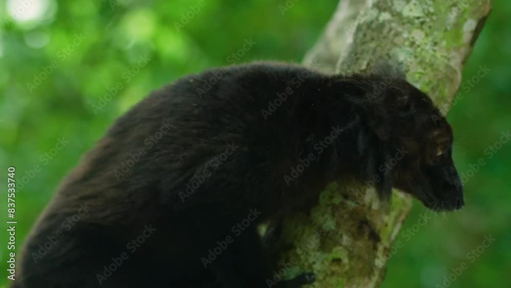 The black lemur (Eulemur macaco) is a species of lemur from the family Lemuridae. Like all lemurs, it is endemic to Madagascar. The black lemur (Eulemur macaco) is a species of lemur from the family Lemuridae. Like all lemurs, it is endemic to Madagascar.