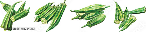 okra watercolor illustration isolated element