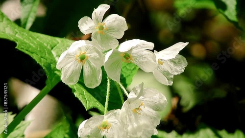 【山野草】サンカヨウ（山荷葉）：Diphylleia grayi 　240518-2