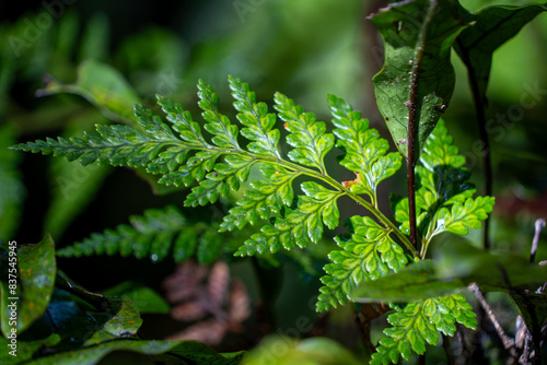 Mātā fern (Histiopteris incisa) in regenerating forest. New Zealand native green fern nature background texture. photo