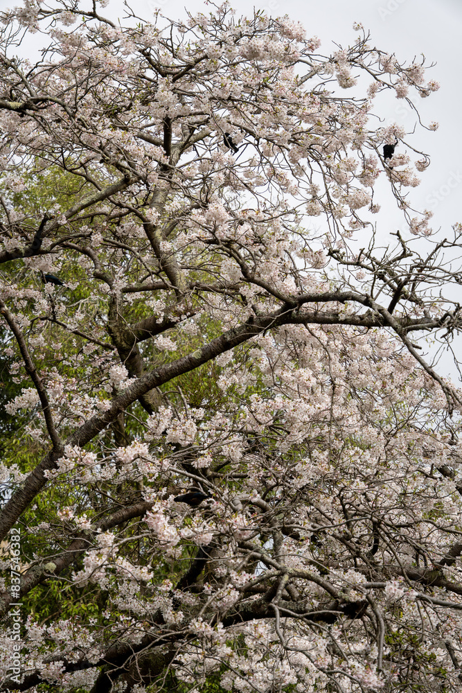 A group of tui birds in white flowering cherry tree. Spring blossom at Queens Park, Invercargill, New Zealand. A group of tui birds in white flowering cherry tree. Spring blossom at Queens Park, Invercargill, New Zealand.
