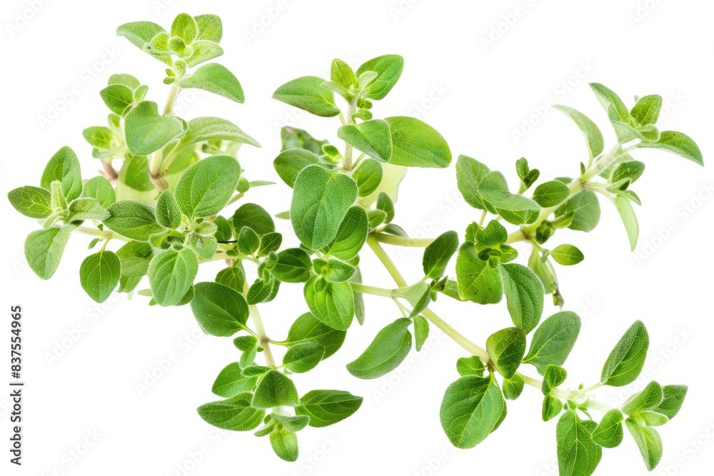 Fresh oregano sprig with small, oval leaves isolated on white background Fresh oregano sprig with small, oval leaves isolated on white background