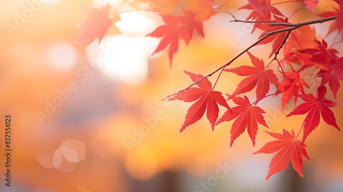 Maple leaves in autumn sunny day on background with copy space, macro shot