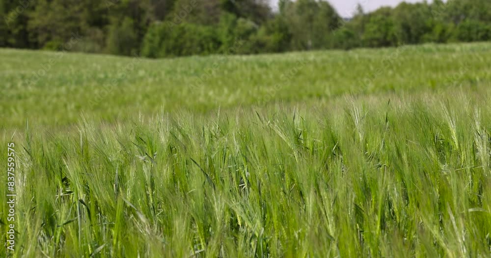 green barley sprouts in spring, a field with green unripe barley in spring in windy weather green barley sprouts in spring, a field with green unripe barley in spring in windy weather