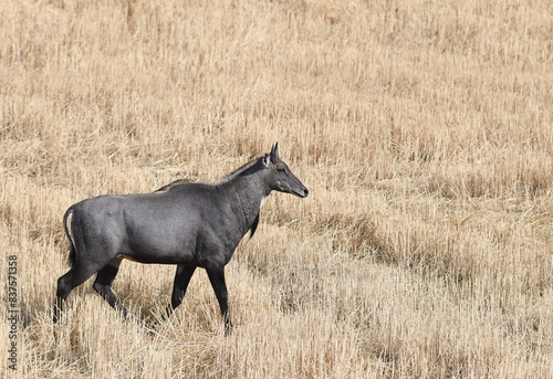 Blue Bull India photo