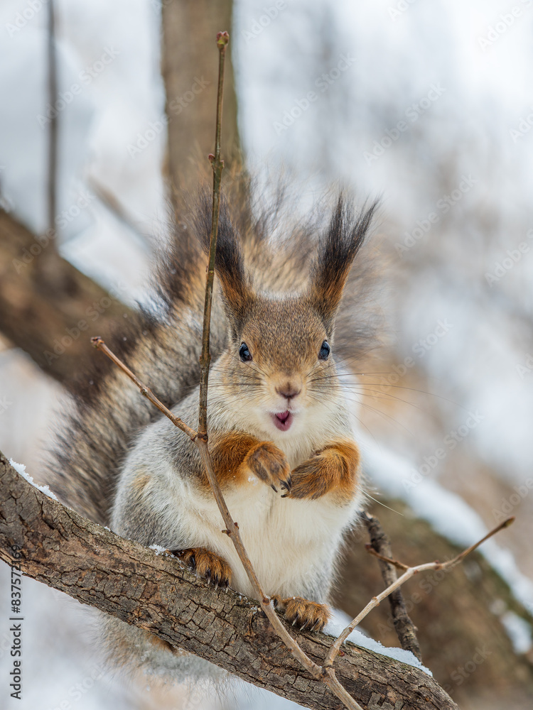 The squirrel sits on a branches without leaves in the winter or autumn The squirrel sits on a branches without leaves in the winter or autumn