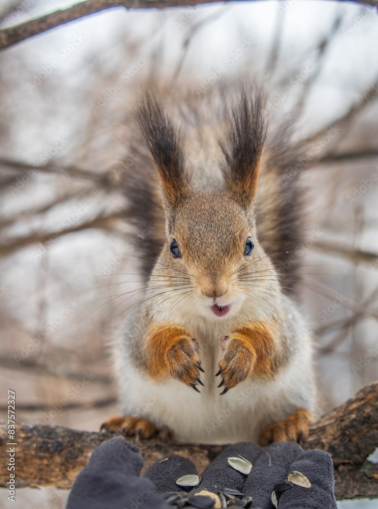 Squirrel eats nuts from a man's hand. Caring for animals in winter or autumn. Squirrel eats nuts from a man's hand. Caring for animals in winter or autumn.