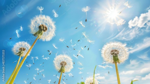 Beautiful dandelion seeds flutter.
