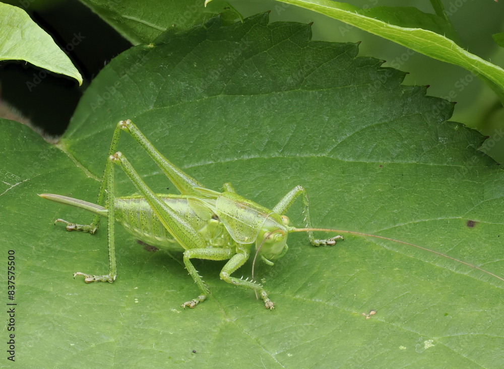 Grünes Heupferd (Tettigonia viridissima) Grünes Heupferd (Tettigonia viridissima)