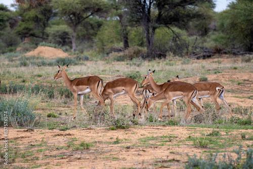 Schwarzfersenantilope oder Impala  Aepyceros melampus 