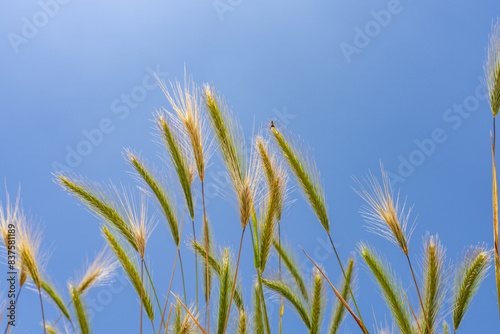 Hordeum murinum is a species of flowering plant in the grass family Poaceae  commonly known as wall barley or false barley. Monterey Park  Los Angeles  California Plants