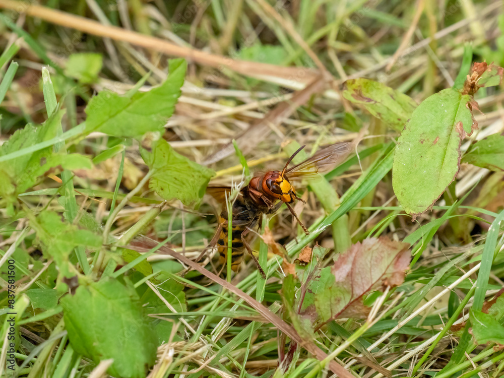 Hornisse (Vespa crabro) Königinnen Hornisse (Vespa crabro) Königinnen