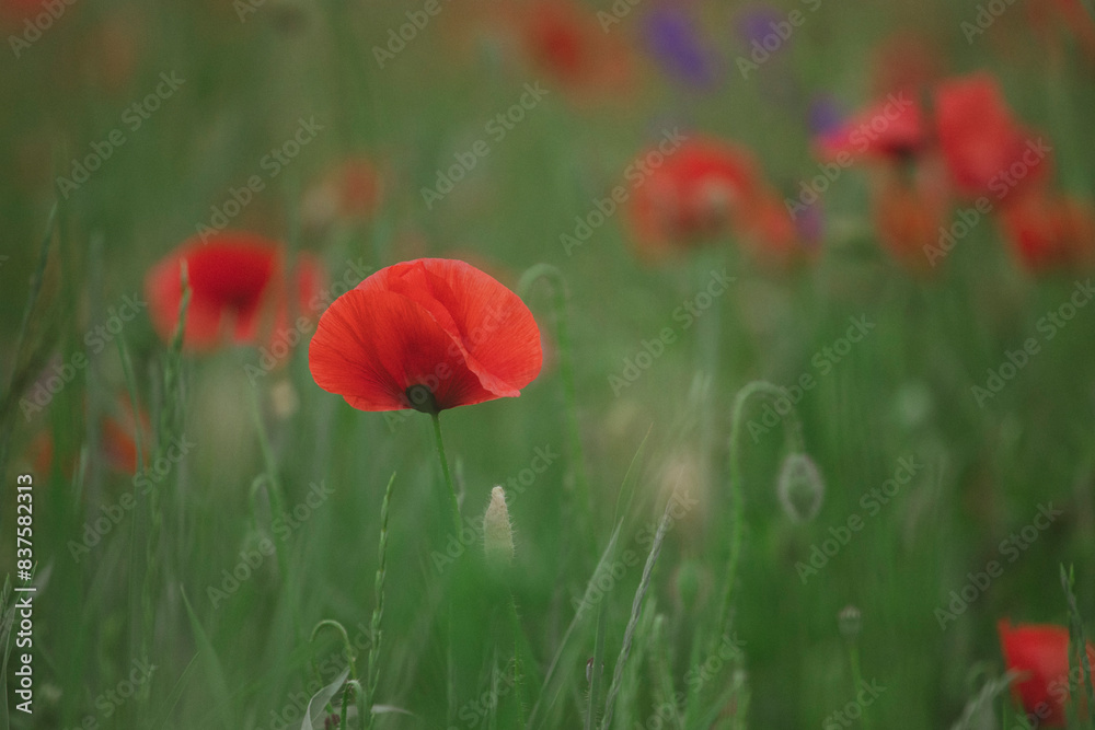 Obraz premium Poppy field, Remembrance day, Memorial Anzac day banner.