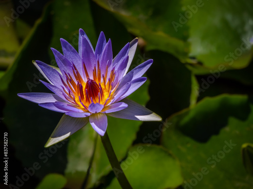 Purple Nelumbo Nucifera Lotus Flower