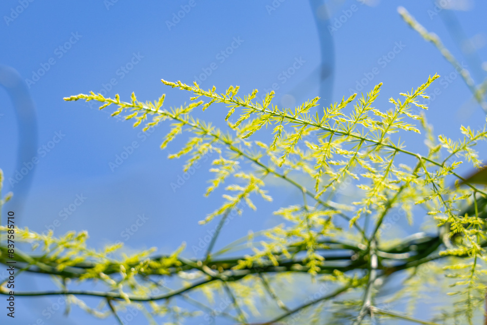 Asparagus setaceus, common asparagus fern, asparagus grass, lace fern, climbing asparagus, or ferny asparagus, is a climbing plant in the genus Asparagus. Monterey Park, Los Angeles, California Plants Asparagus setaceus, common asparagus fern, asparagus grass, lace fern, climbing asparagus, or ferny asparagus, is a climbing plant in the genus Asparagus. Monterey Park, Los Angeles, California Plants