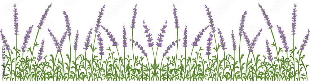Obraz premium lavender Purple flowers