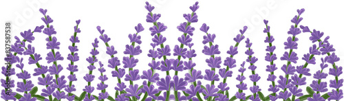 lavender Purple flowers