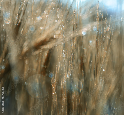 wheat field in the morning light with dew drops and reflections, close-up