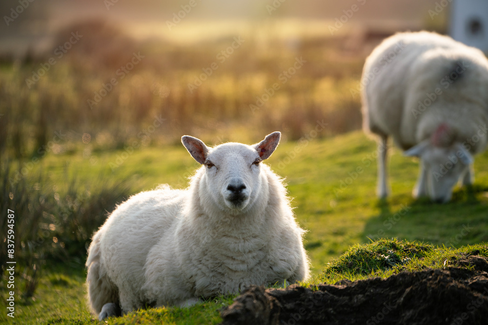 Obraz premium sheeps, ewe and lamp, standing in a field, eating grass in a farm in Scotland, the UK