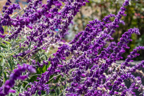 Salvia leucantha  the Mexican bush sage  is a herbaceous perennial plant   Monterey Park  Los Angeles  California Plants