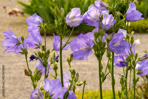 Photos Peach-leaved bellflower (campanula persicifolia)