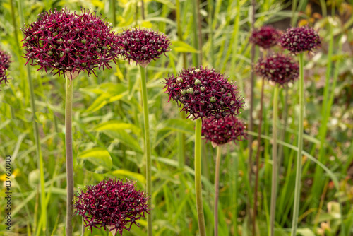 Deep purple flowers of Allium bulbs (Allium atropurpureum) is widely grown as an ornamental photo