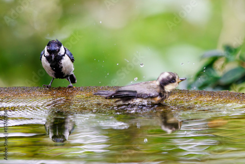Fotografie 泉で水浴びをする可愛いヤマガラの幼鳥とシジュウカラ（シジュウカラ科）。

日本国神奈川県秦野市、弘法山公園、権現山バードサンクチュアリにて。
2022年7月撮影。

A lovely Varied Tit (Sittiparus varius) and Japanese Tit (Parus minor) bathing in a spring