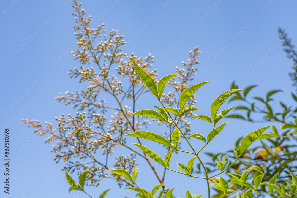 Obraz premium Nandina domestica , nandina, heavenly bamboo or sacred bamboo, is a species of flowering plant in the family Berberidaceae, Monterey Park, Los Angeles, California Plants