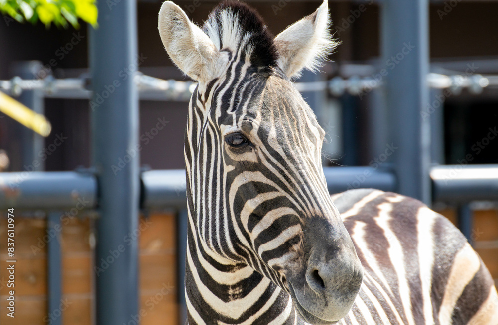 Naklejka premium シマウマの流し目