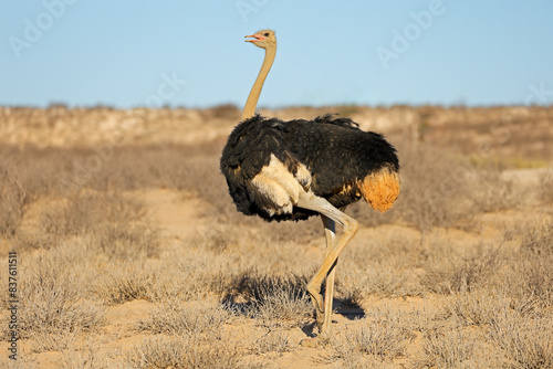 A male ostrich (Struthio camelus) walking in natural habitat, Kalahari desert, South Africa.