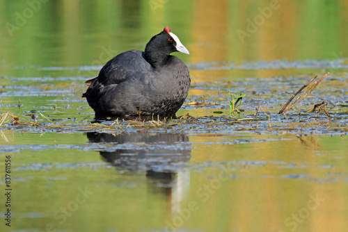 A red-knobbed coot (Fulica cristata) in shallow water of a pond, South Africa.