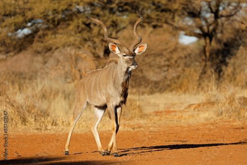 Male kudu antelope (Tragelaphus strepsiceros) in natural habitat, Mokala National Park, South Africa.