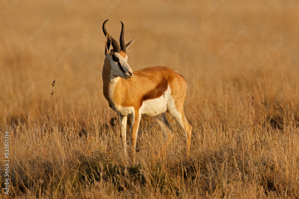 A springbok antelope (Antidorcas marsupialis) in late afternoon light, South Africa. A springbok antelope (Antidorcas marsupialis) in late afternoon light, South Africa.