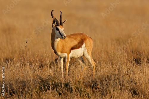 A springbok antelope (Antidorcas marsupialis) in late afternoon light, South Africa.