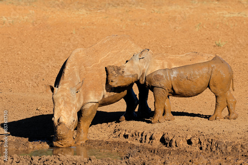 A white rhinoceros (Ceratotherium simum) and calf drinking at a muddy waterhole, South Africa.