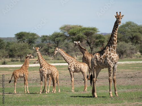 Angola-Giraffe. Giraffa camelopardalis angolensis 