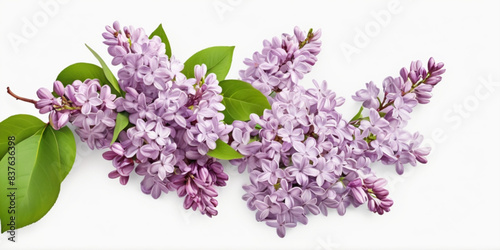 Lilac flower border isolated on white background